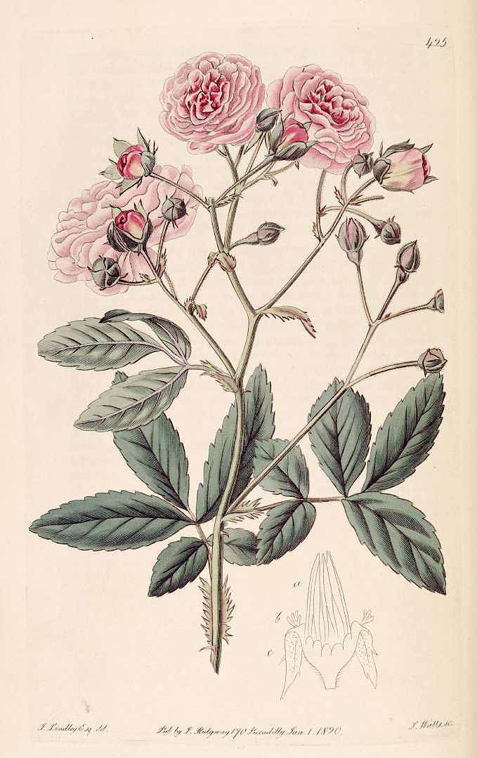 no HD illustration available (3)