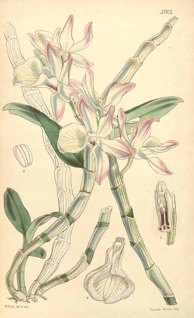 no HD illustration available (3)