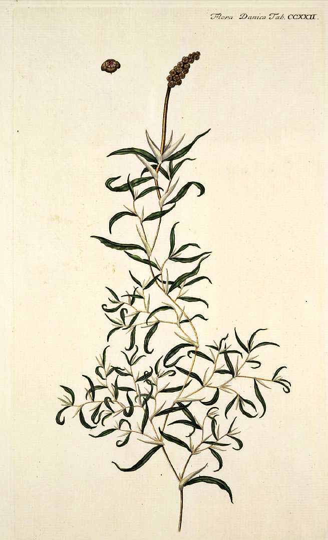 no HD illustration available (3)