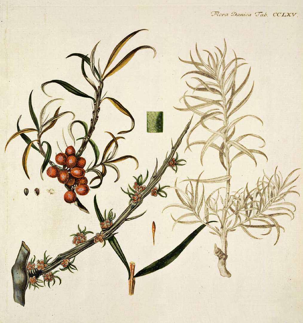 no HD illustration available (3)