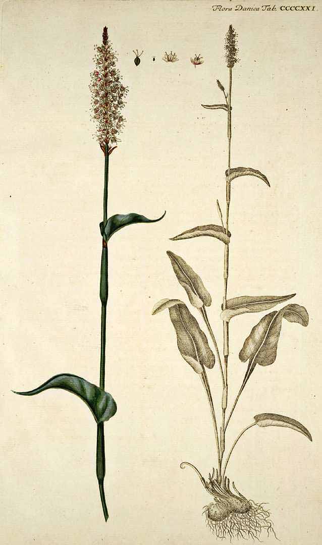 no HD illustration available (3)