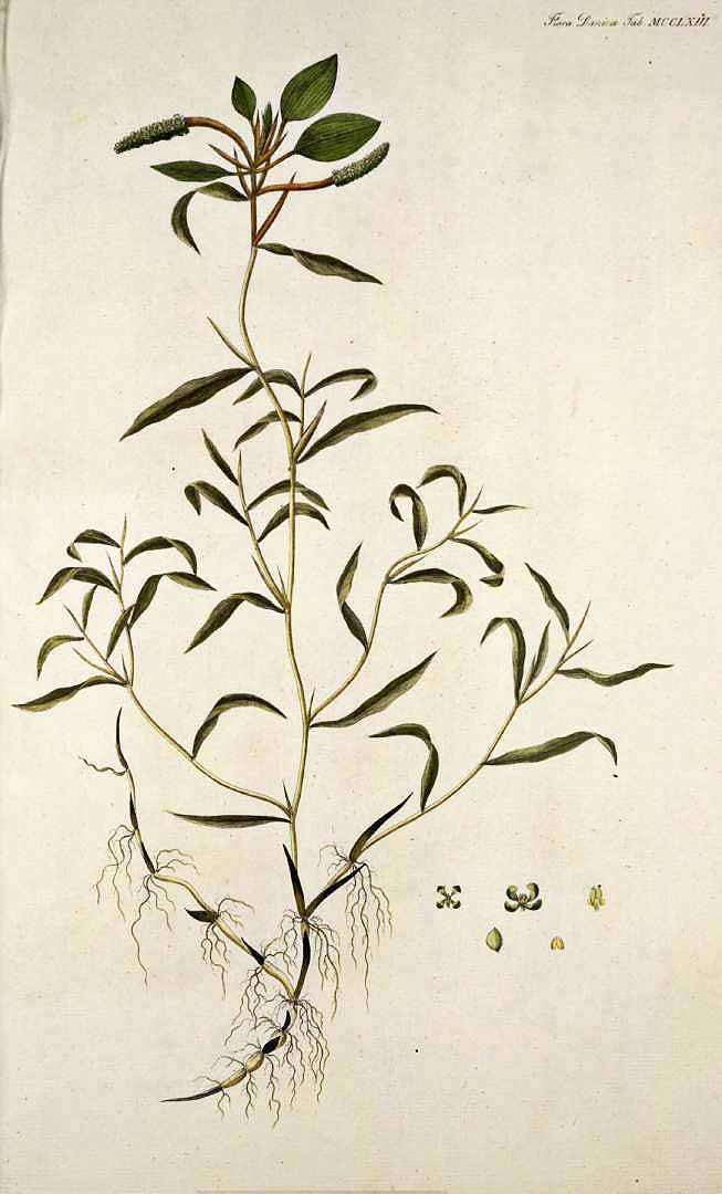 no HD illustration available (3)