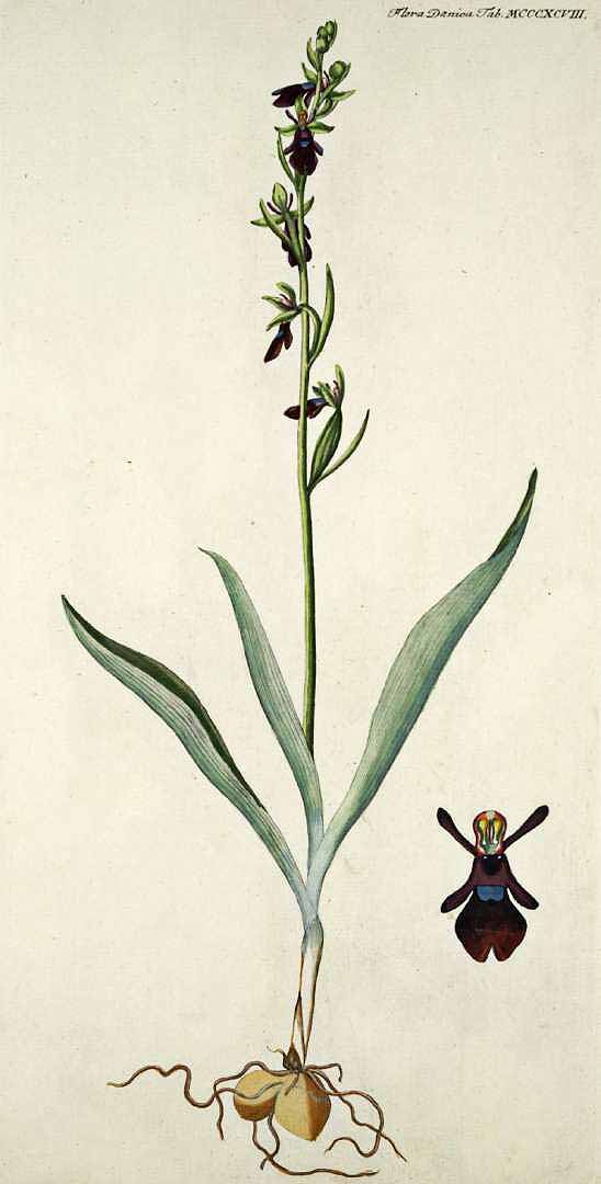 no HD illustration available (3)