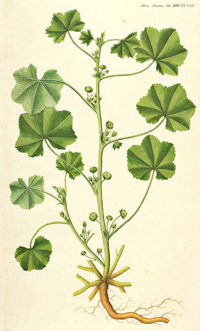 no HD illustration available (3)