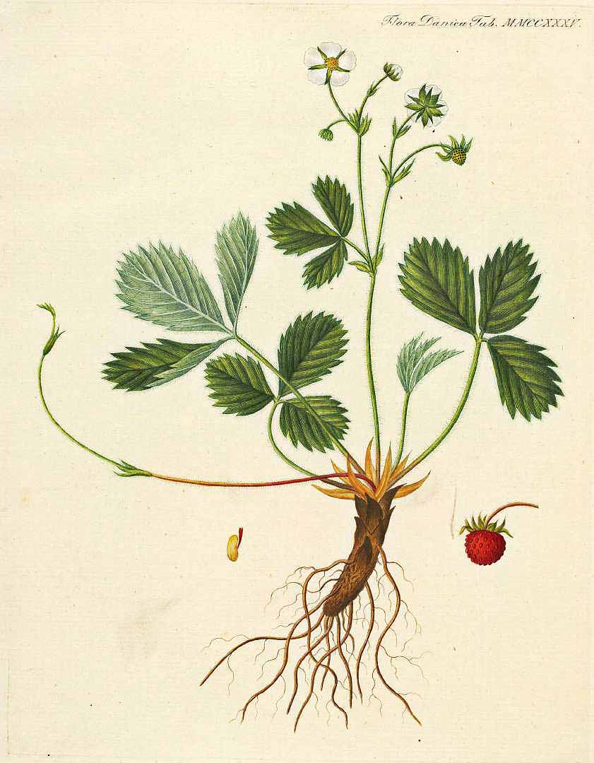 no HD illustration available (3)