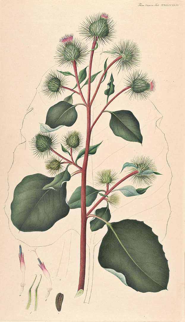 no HD illustration available (3)