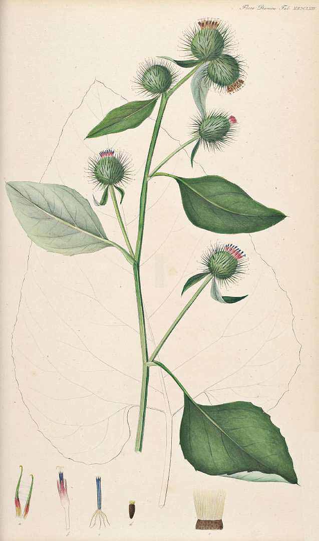 no HD illustration available (3)