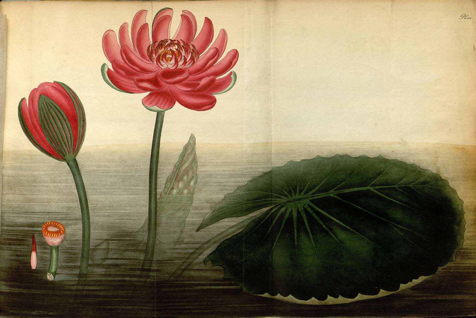 no HD illustration available (3)