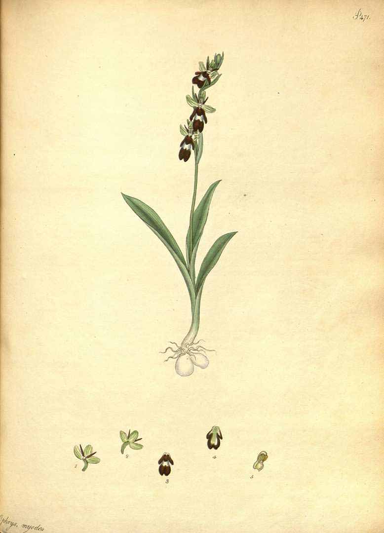 no HD illustration available (3)