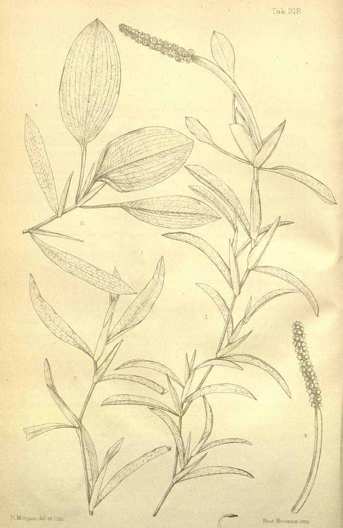 no HD illustration available (3)