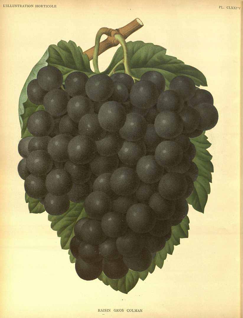 no HD illustration available (3)