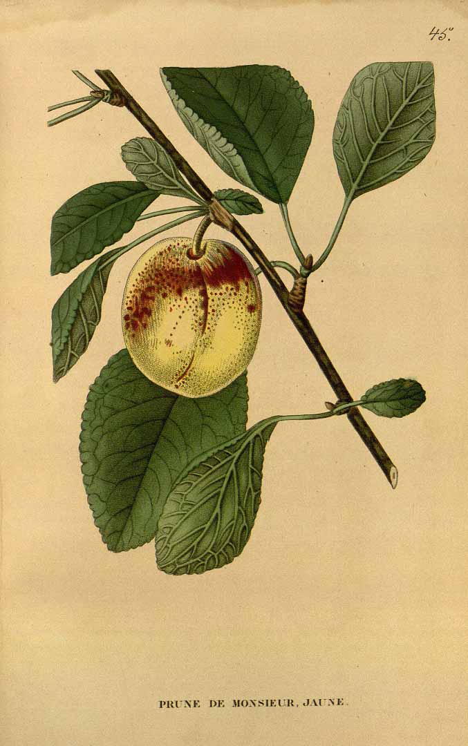 no HD illustration available (3)