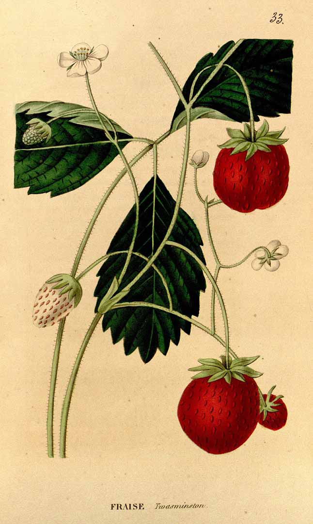 no HD illustration available (3)