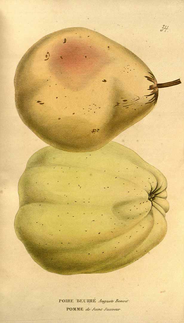 no HD illustration available (3)