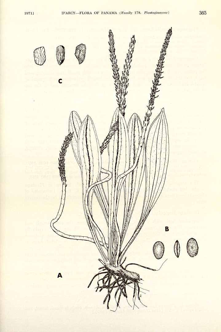 no HD illustration available