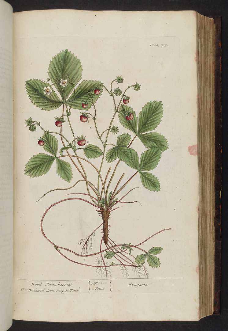 no HD illustration available (3)