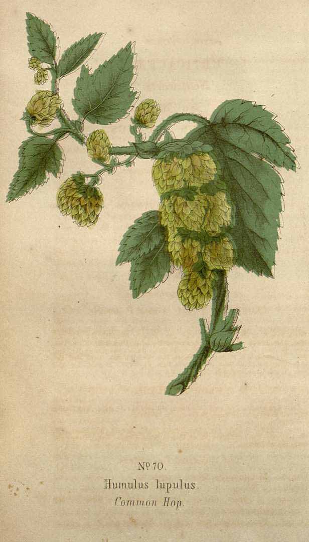 no HD illustration available (3)