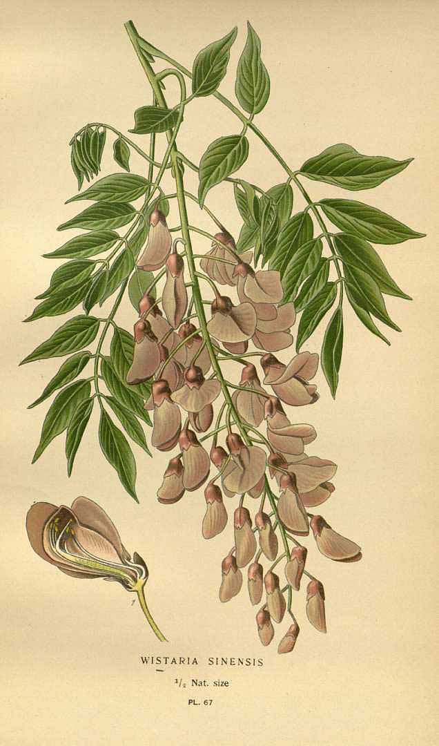 no HD illustration available (3)