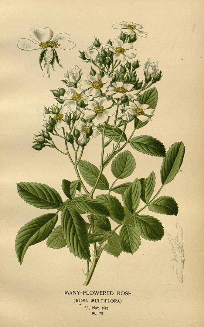 no HD illustration available (3)