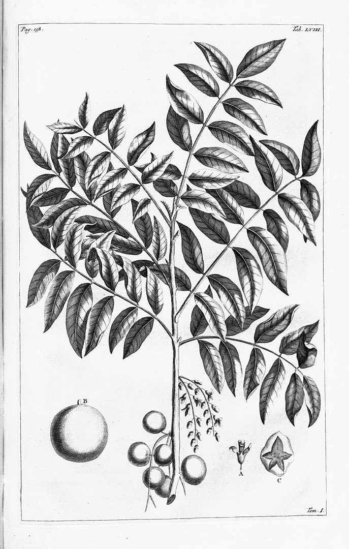 no HD illustration available (3)