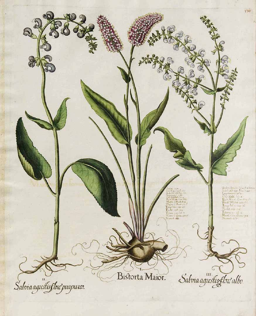 no HD illustration available (3)