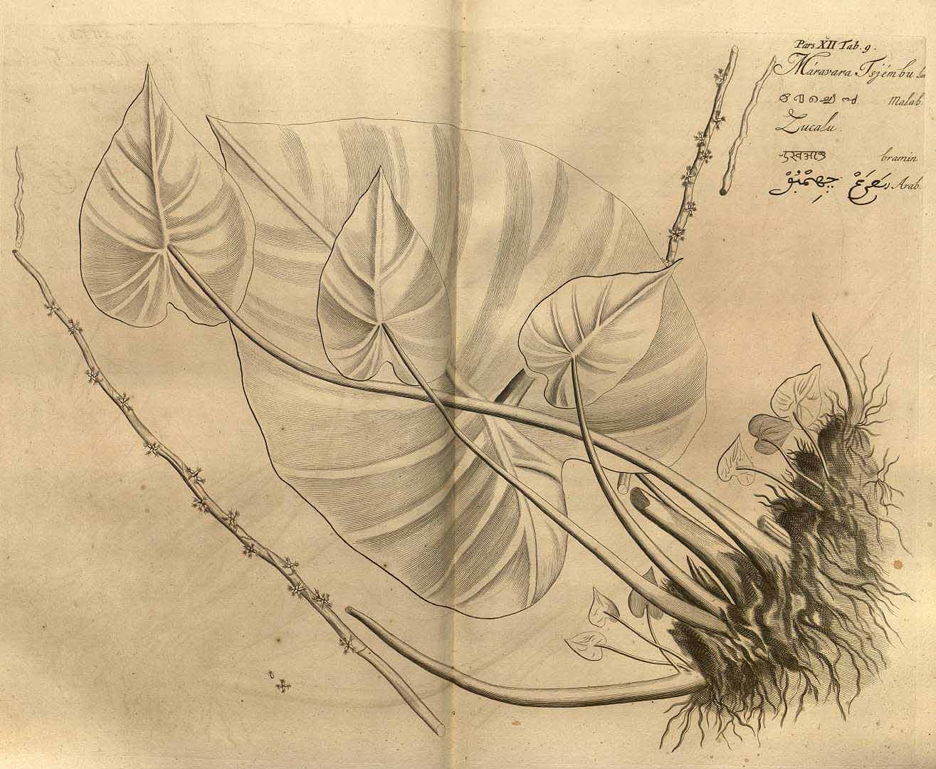 no HD illustration available (3)