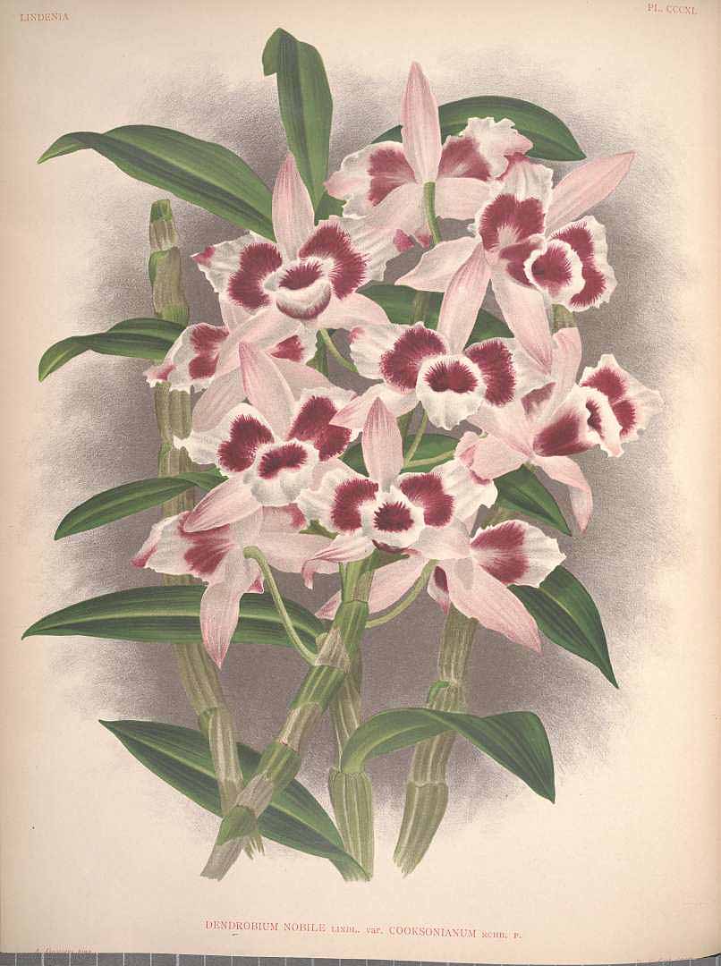 no HD illustration available (3)