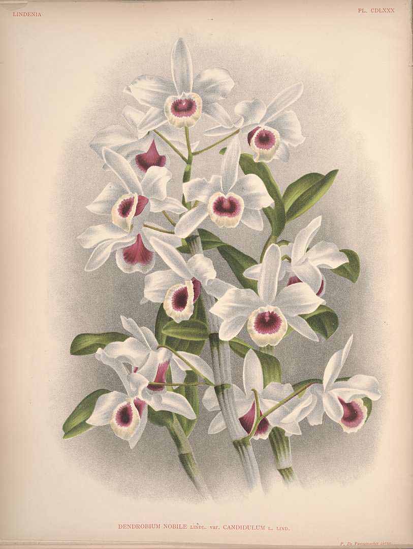 no HD illustration available (3)