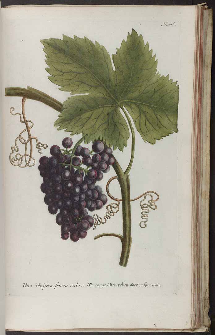 no HD illustration available (3)