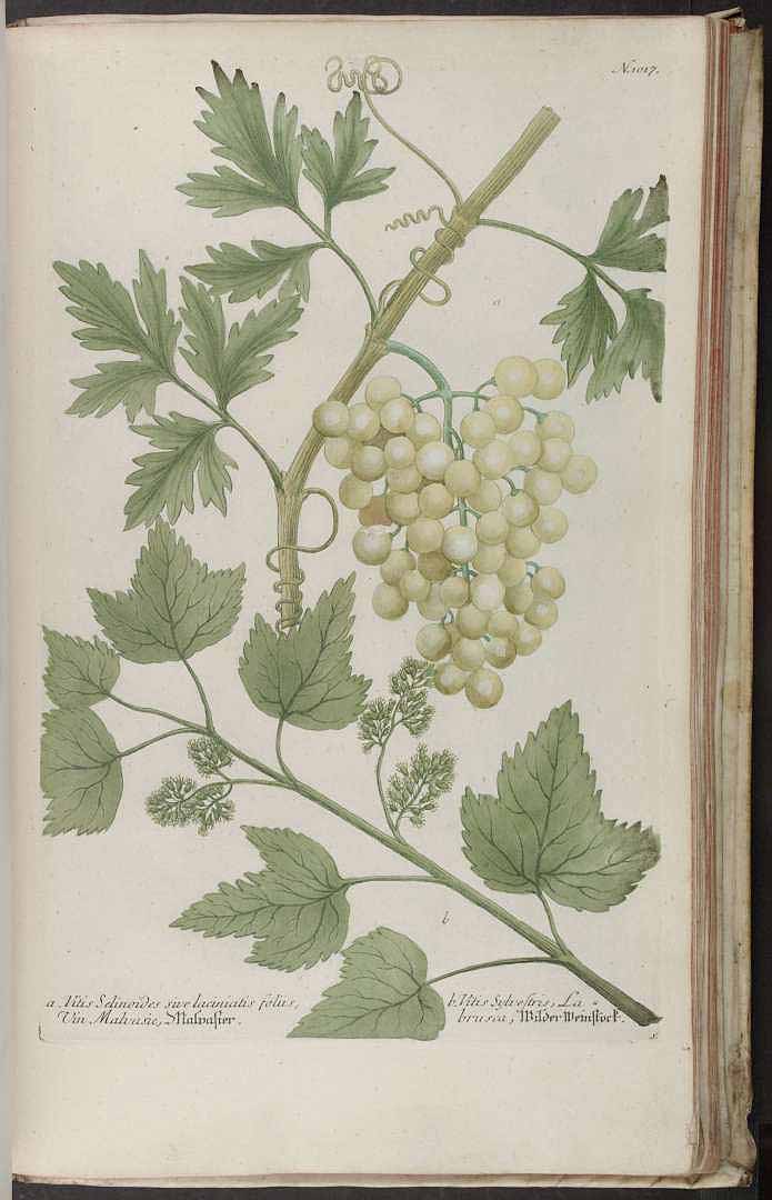 no HD illustration available (3)