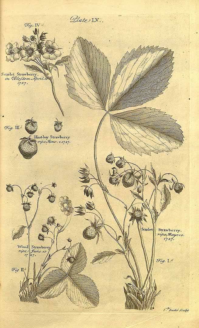 no HD illustration available (3)