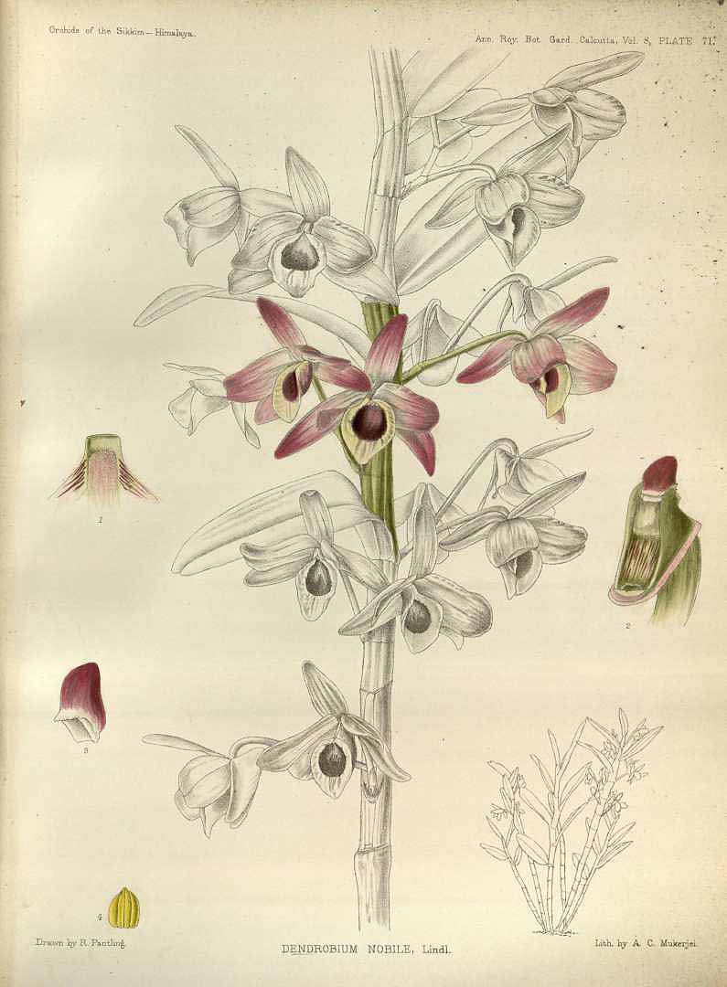 no HD illustration available (3)