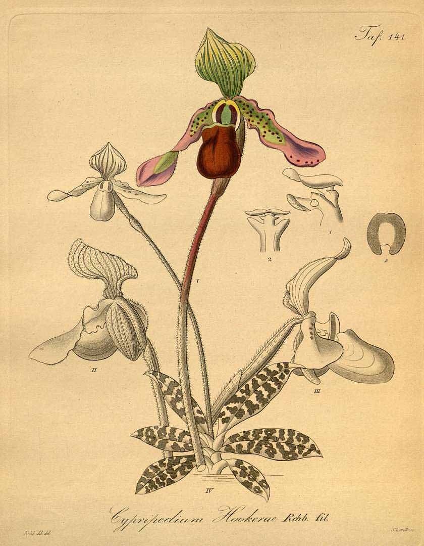 no HD illustration available (3)