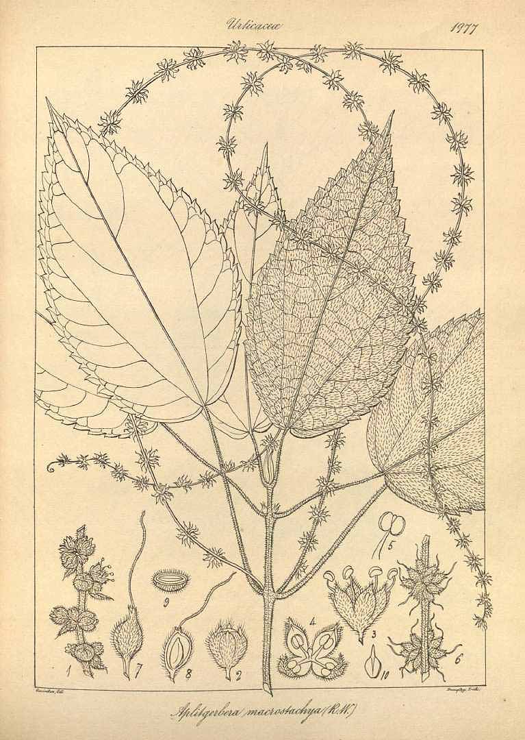 no HD illustration available (3)