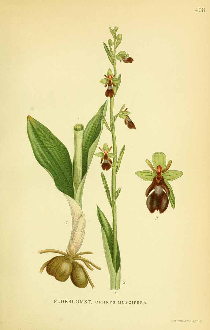 no HD illustration available (3)