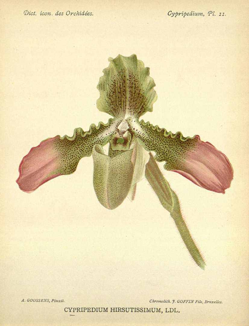 no HD illustration available (3)