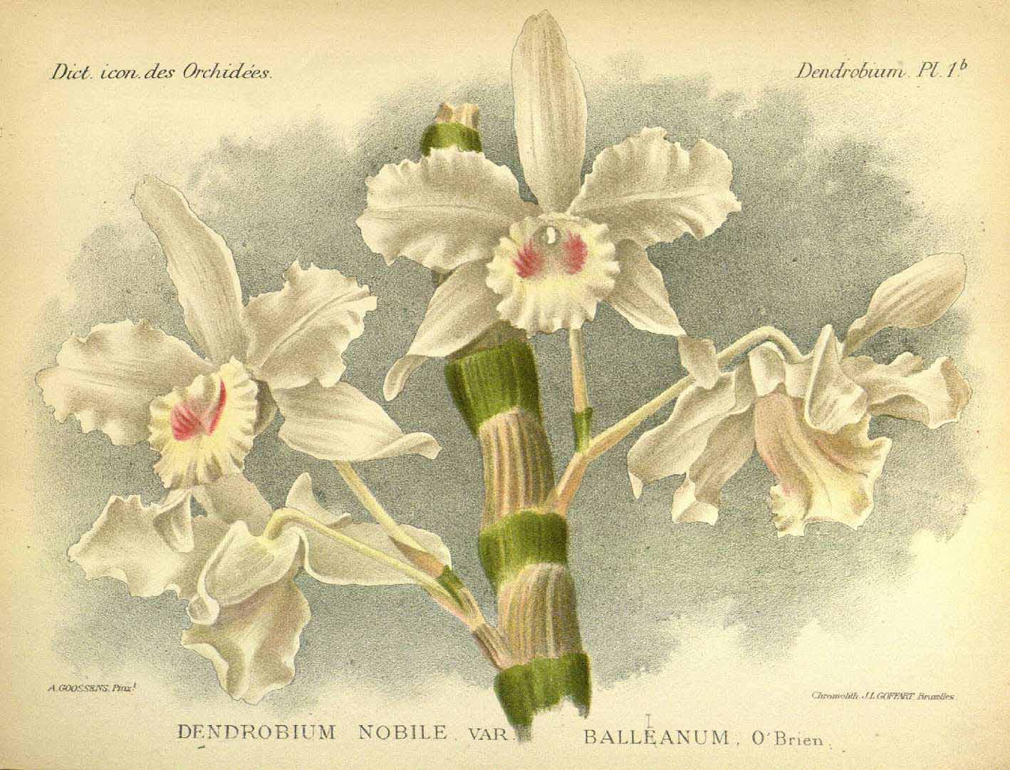 no HD illustration available (3)