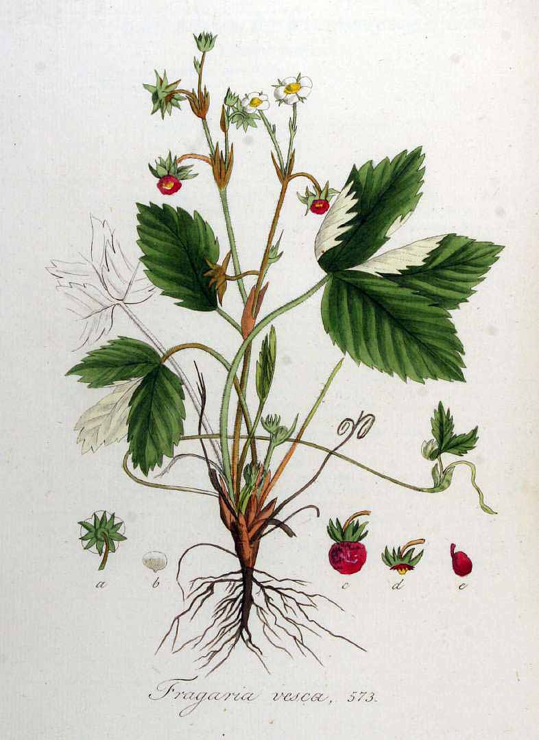 no HD illustration available (3)