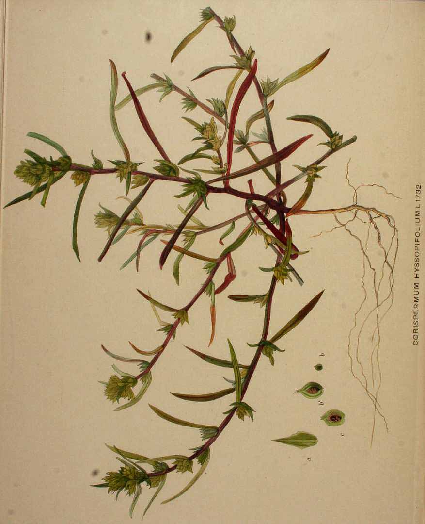 no HD illustration available (3)