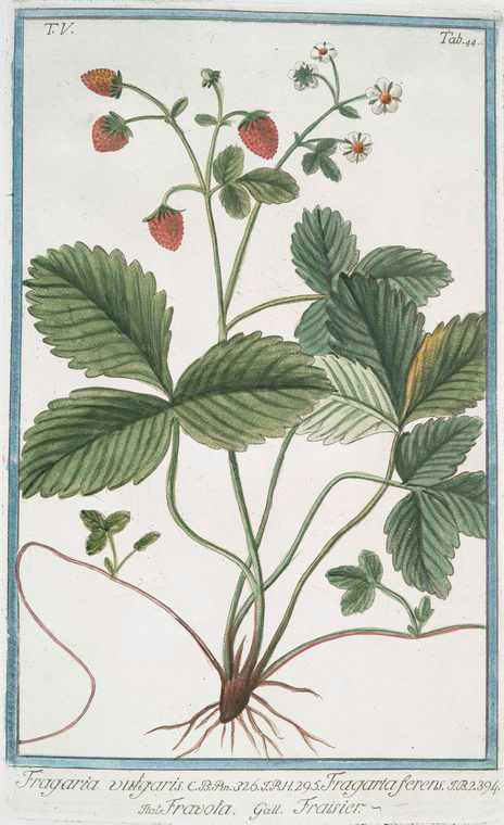 no HD illustration available (3)