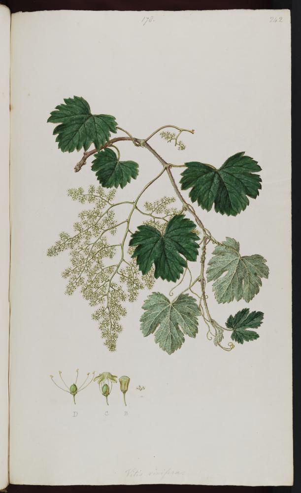 no HD illustration available (3)