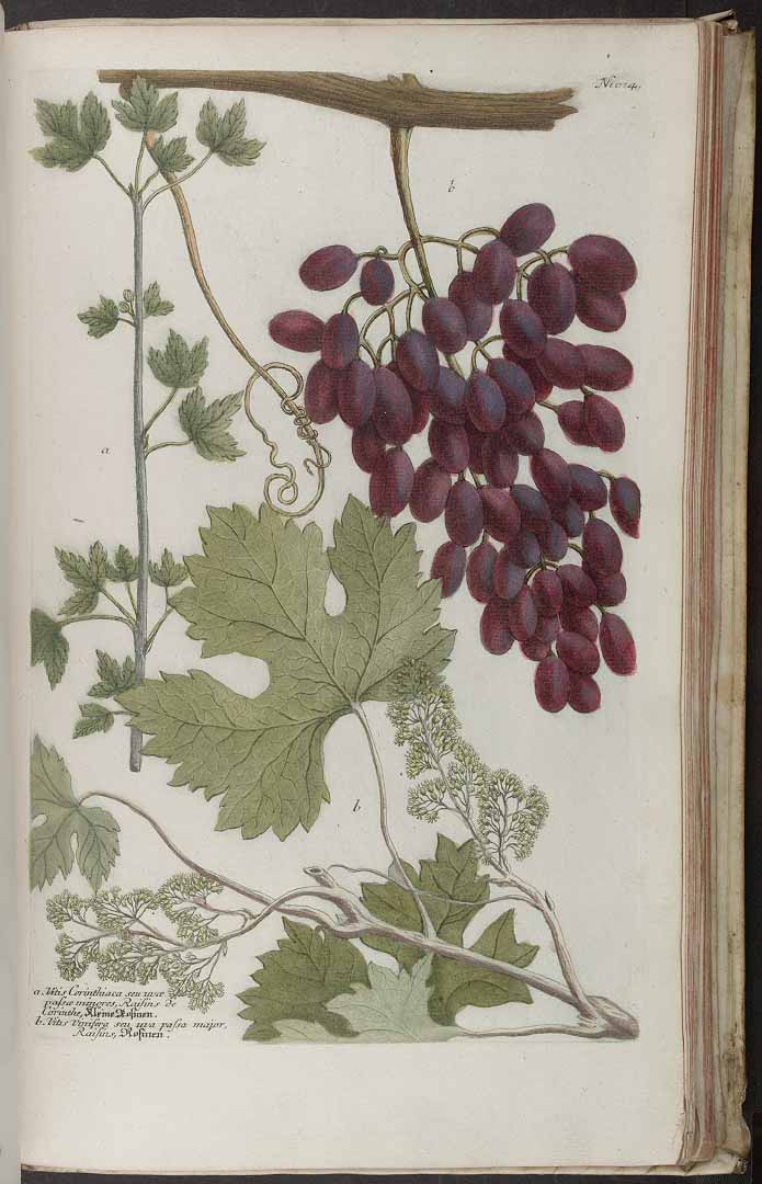 no HD illustration available (3)