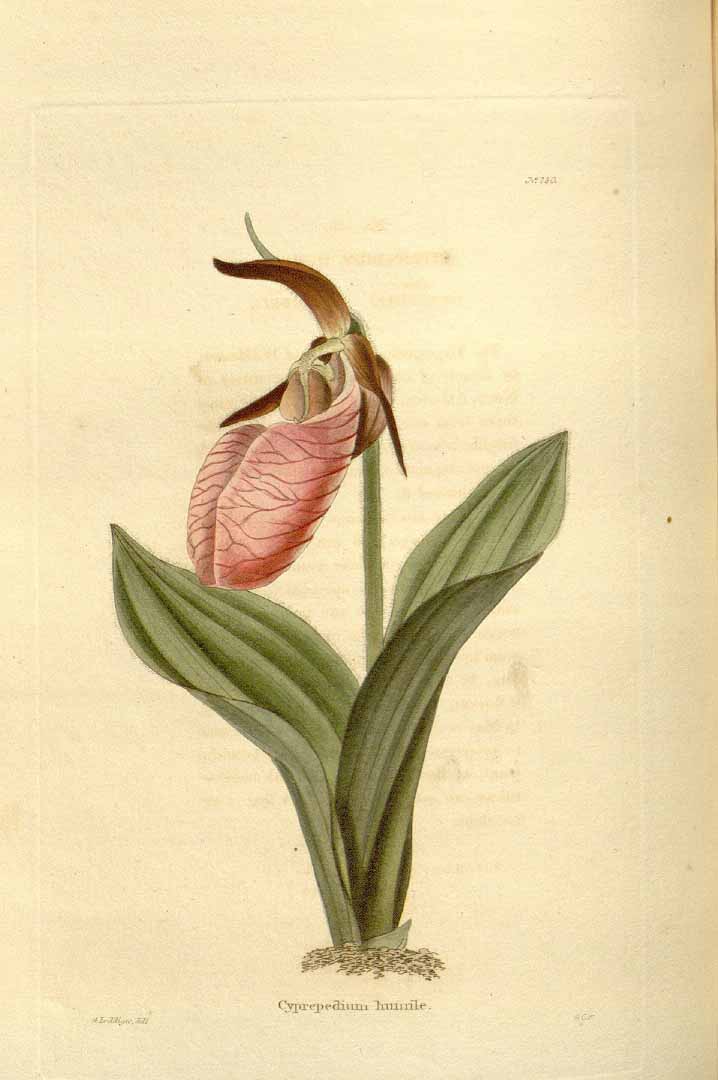 no HD illustration available (3)