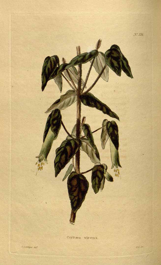 no HD illustration available (3)