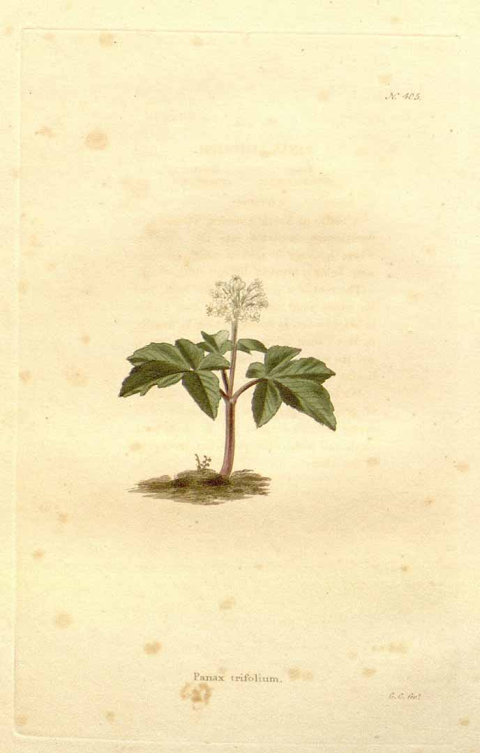 no HD illustration available (3)