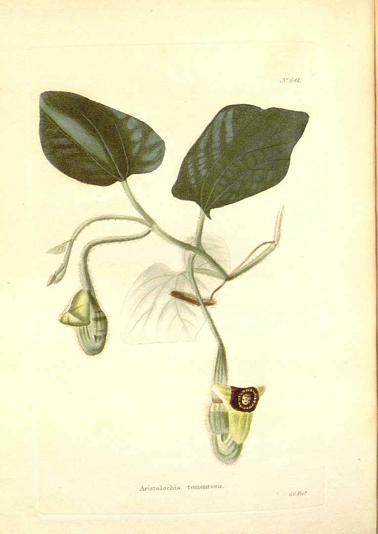 no HD illustration available (3)