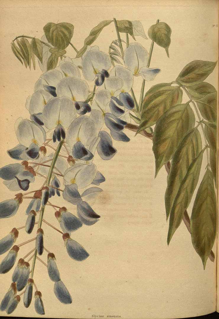 no HD illustration available (3)