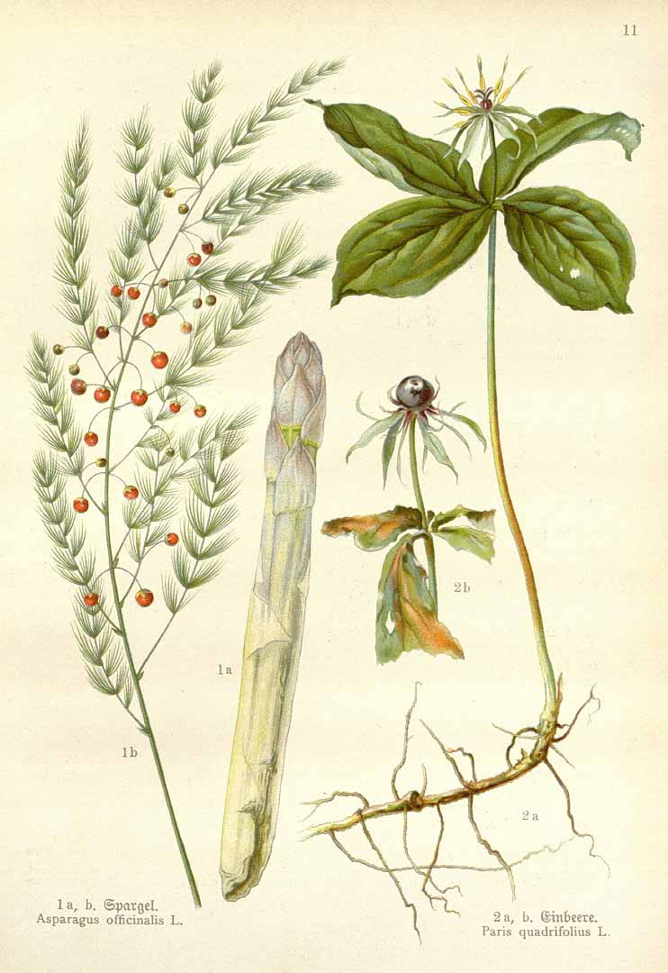 no HD illustration available (3)