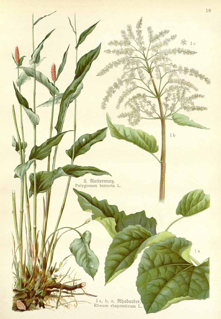 no HD illustration available (3)