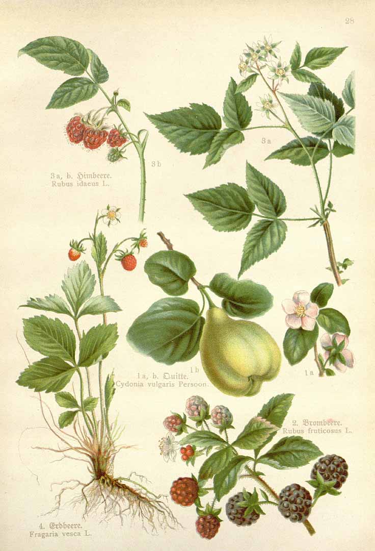 no HD illustration available (3)